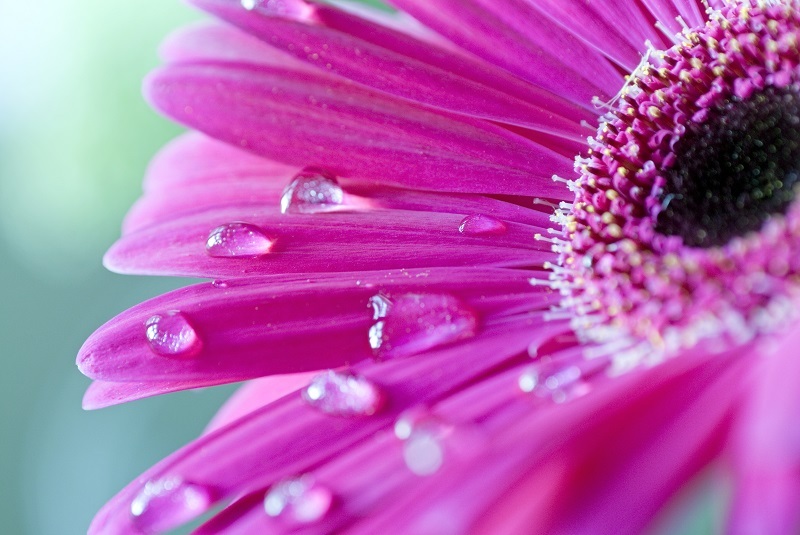 flowers flowers  / fragrant flowers